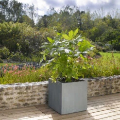 Cube Jin, Gris Ciment L. 50 X L. 50 X H. 50 Cm 9 Cube Jin, Gris Ciment L. 50 X L. 50 X H. 50 Cm -Promos Le Jardin Vivant Magasin 418306 005