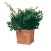 Pot Plastique, Parfaite Imitation Poterie En Terre Cuite 50 X 50 H43 (65 Litres) 2 Pot Plastique, Parfaite Imitation Poterie En Terre Cuite 50 X 50 H43 (65 Litres) -Promos Le Jardin Vivant Magasin 628d27052ca4c6.85034290