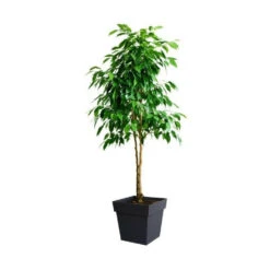 EDA Pot De Fleur Carré Toscane 39 X H.39 Cm - Anthracite 7 EDA Pot De Fleur Carré Toscane 39 X H.39 Cm - Anthracite -Promos Le Jardin Vivant Magasin 64686588a3ee71.95994810