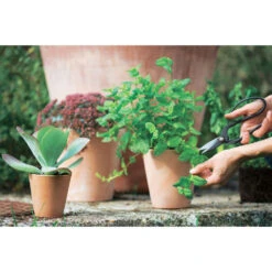 Terrine En Terre Cuite D 21 X H. 13cm 7 Terrine En Terre Cuite D 21 X H. 13cm -Promos Le Jardin Vivant Magasin 684166 004