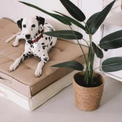 Coussin De Sol Ou D'assise Matelassé Polyester écru 120 X 80 X 12cm -Promos Le Jardin Vivant Magasin c0651a9cfc6e5bd6